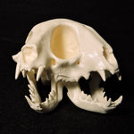 3D Printed Janus Kitten Skull (Malformed Two-headed Kitten)