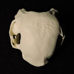 3D Printed Janus Kitten Skull (Malformed Two-headed Kitten)