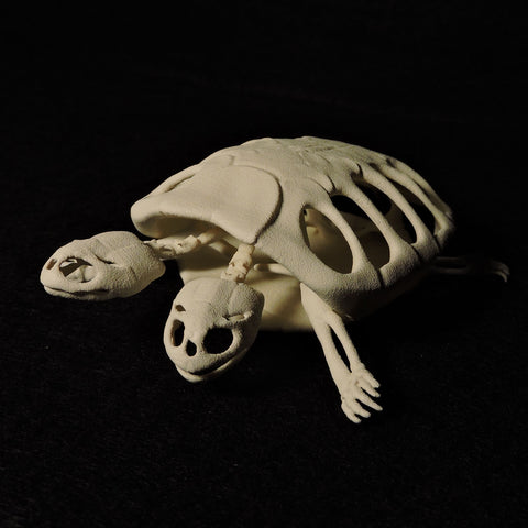 3D Printed Two-Headed Turtle Skeleton