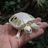 3D Printed Two-Headed Turtle Skeleton
