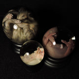 Fetal Cat Specimen Globe