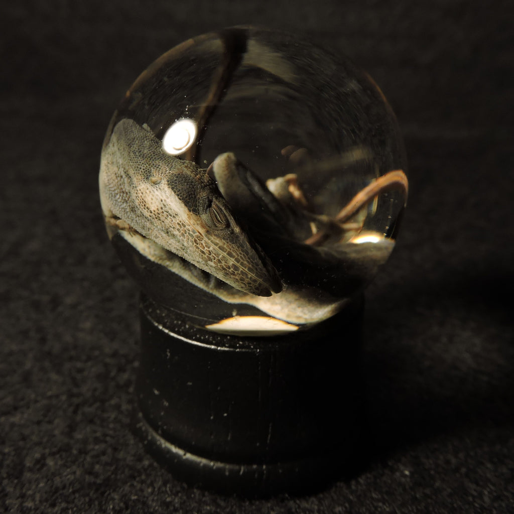 Specimens Classroom Biology Display Material Real Anole Lizard Wet Specimen - Ethically ...