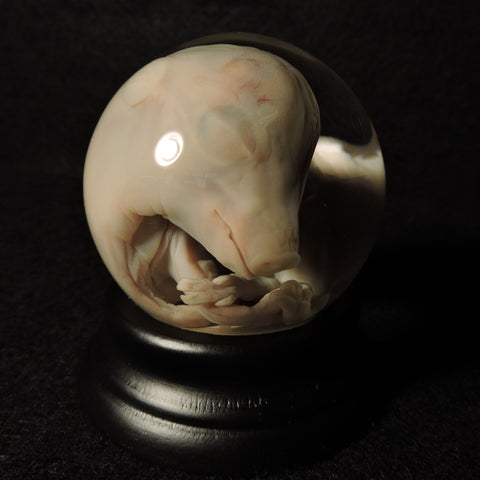 Fetal Pig Wet Specimen Globe