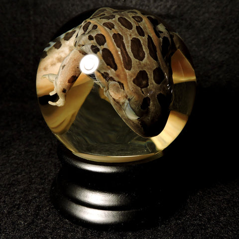 Leopard Frog Specimen Globe