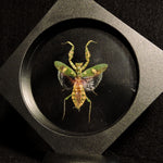 Framed Flower Mantis Specimen