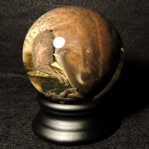 American Bullfrog Specimen Globe