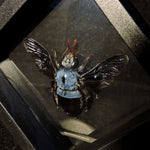 Blue Carpenter Bee in Floating Frame