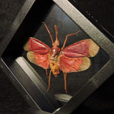 Blood Red Lantern Fly in 3D Floating Frame