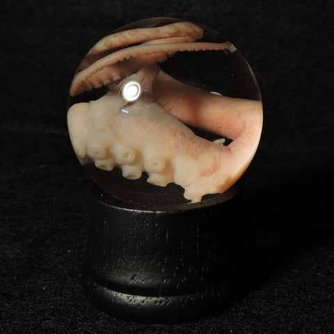 Tentacle (Octopus Arm) Specimen Globe