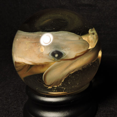 Dogfish Shark Fetus Wet Specimen Globe