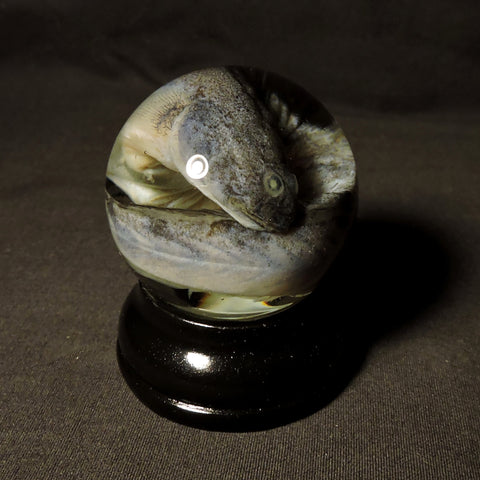 Dragon Goby Specimen Globe