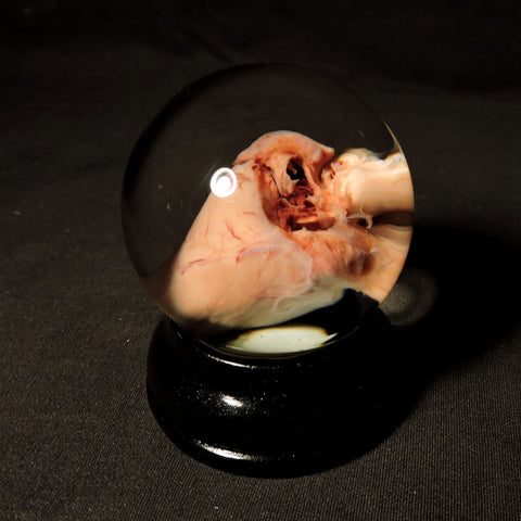 Fetal Pig Heart Specimen Globe