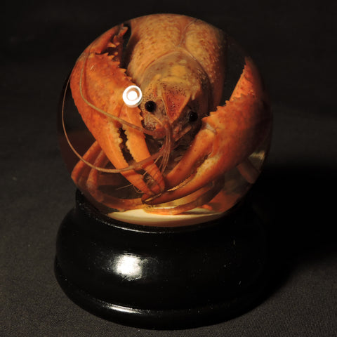 Crayfish Specimen Globe