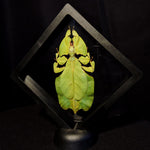 Leaf Mimic Insect