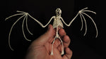 3D Printed Replica Fruit Bat Skeleton Shadowbox Display