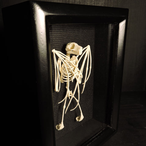 3D Printed Fruit Bat Skeleton (Wings Closed) Shadowbox Display
