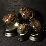 Cane Toad Wet Specimen Globe