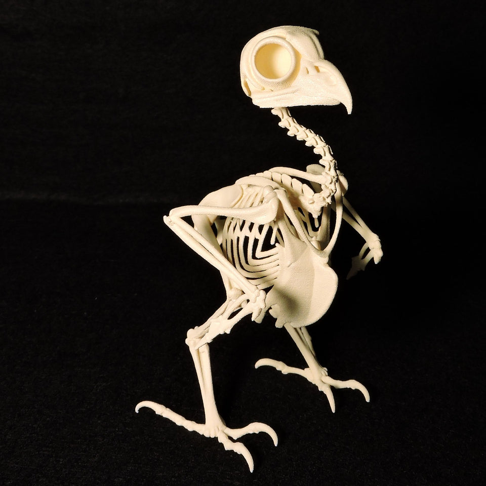 Life-size 3D Printed Elf Owl Skeleton – Forgotten Boneyard