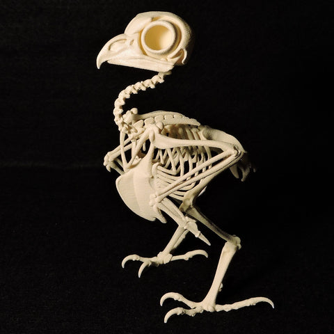 Life-size 3D Printed Elf Owl Skeleton