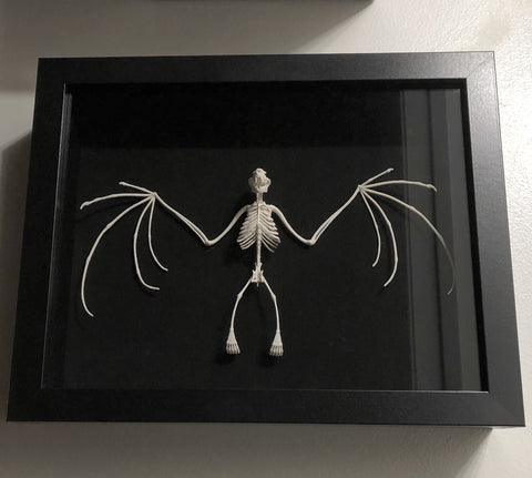 3D Printed Replica Fruit Bat Skeleton Shadowbox Display